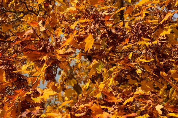 Tiro Close Belas Folhas Outono Amarelas Marrons Sob Sol — Fotografia de Stock