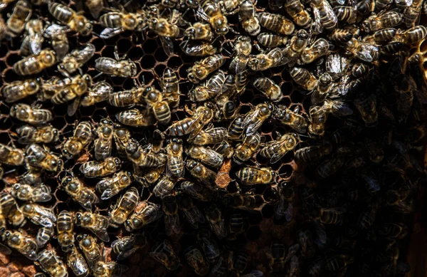 Közelkép Méhkas Méz Pollen Propolisz Méhpempő Előállításához — Stock Fotó