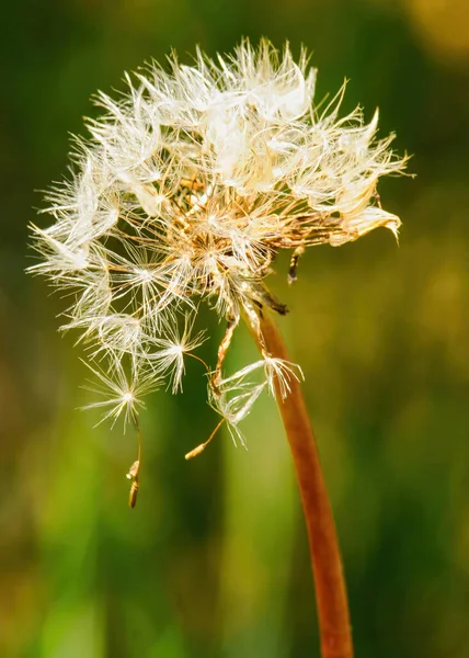 花园里长着一朵盛开的蒲公英的精选镜头 — 图库照片