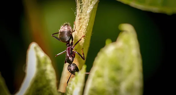 Selective Focus Shot Ant Climbing Plant — Stok Foto