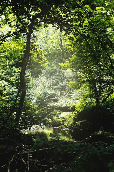 Grön Snår Skog Solljuset — Stockfoto