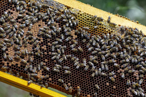 Крупный План Пчел Раме Пчелиного Улья — стоковое фото