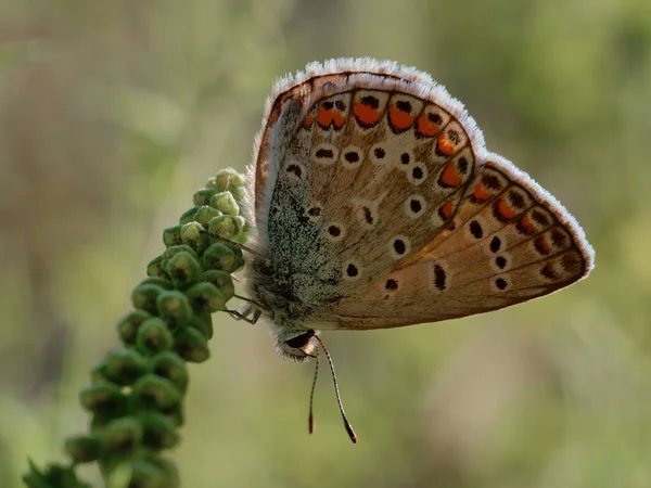 Een Close Opname Van Een Prachtige Vlinder Staand Een Groene — Stockfoto