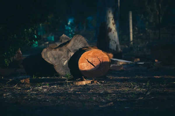 Plan Rapproché Tronc Bois Dans Forêt Sous Lumière Pendant Nuit — Photo