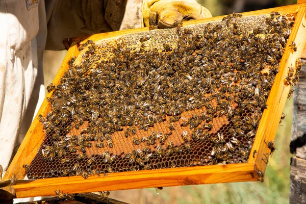 Aveare Ravvicinato Ottenere Miele Polline Propoli Pappa Reale — Foto Stock