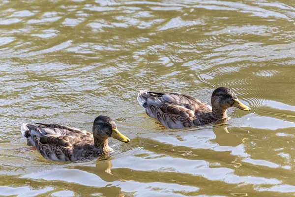 Two Ducks Swimming Water Side Side — Stock Photo, Image