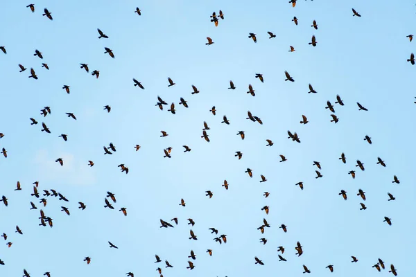 Ein Großer Schwarm Schwarzer Wildvögel Fliegt Hoch Den Blauen Wolkenverhangenen — Stockfoto