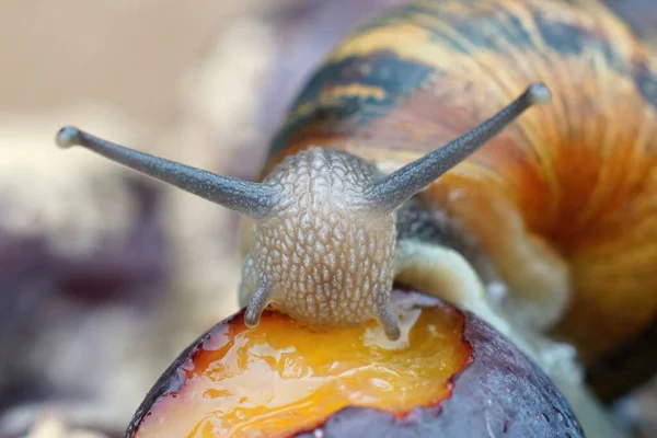 Gezichtsclose Tuinslak Cornu Asperum Eten Van Rotte Pruimen Stockafbeelding