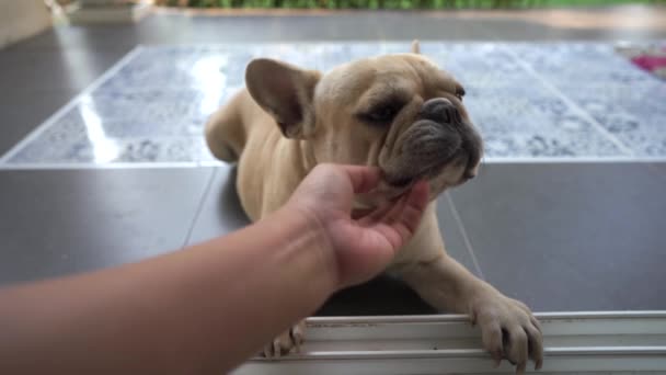 Pes Pug Sedí Podlaze — Stock video