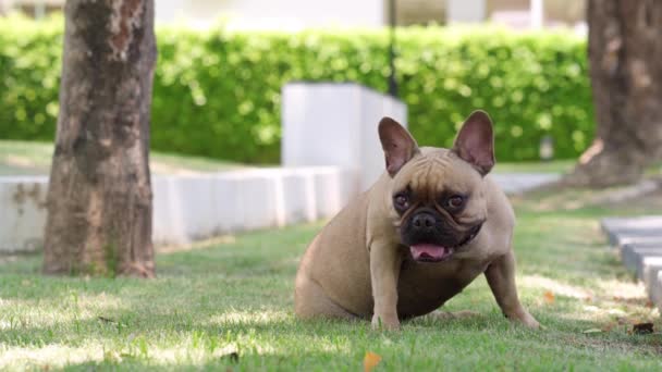 Милий Собака Парку — стокове відео