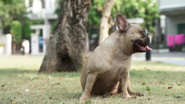 Милий Собака Парку — стокове відео