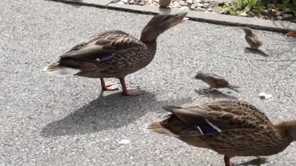 Bir Ördek Sürüsü Yerde — Stok video