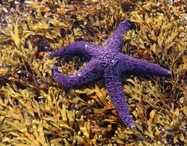 Mauve star fish in seaweed in the pacific ocean in Nanoose on Vancouver Island clipart
