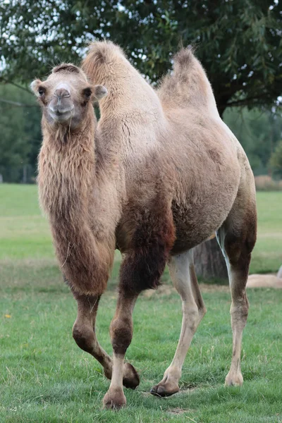 Ein Vertikaler Schuss Eines Kamels Auf Dem Feld — Stockfoto