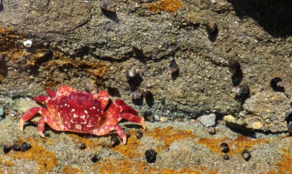 Pequeño Cangrejo Costa Pedregosa Del Océano Pacífico Parque Regional Beachcomber — Foto de Stock