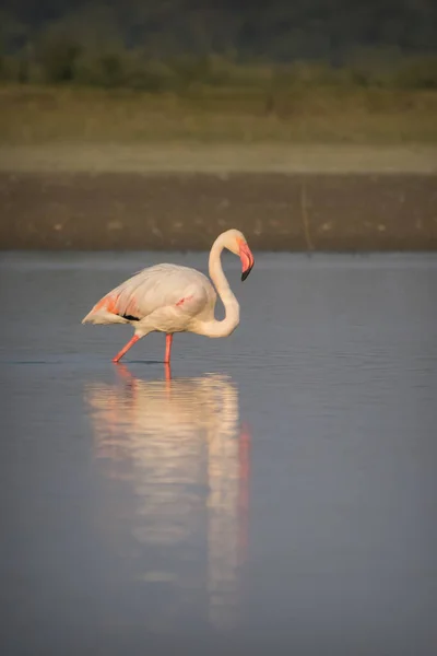 Vertical Shot Beautiful Flamingo Lake — Stock Photo, Image