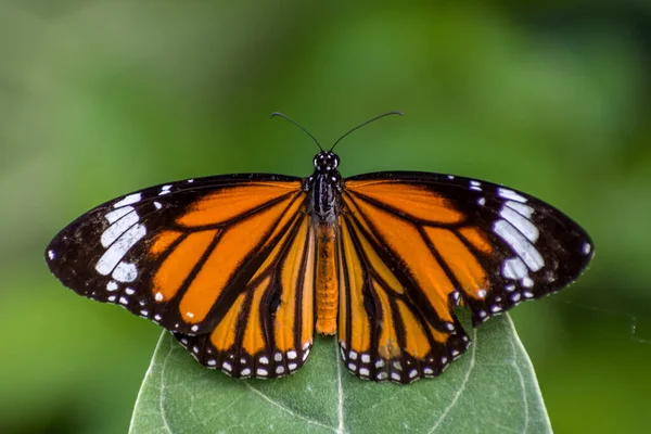 Una Bella Farfalla Seduta Sulla Foglia Sullo Sfondo Sfocato — Foto Stock