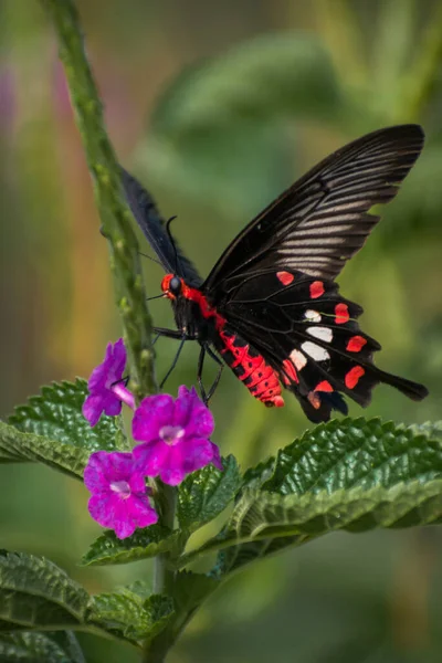 Plan Vertical Beau Papillon Assis Sur Les Fleurs Dans Jardin — Photo