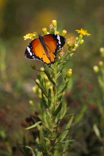 Una Bella Farfalla Fiore — Foto Stock