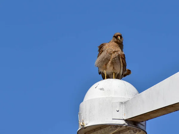 Chimango Caracara Milvago Chimango Zichzelf Reinigend Een Straatlamp Gezien Buenos — Stockfoto