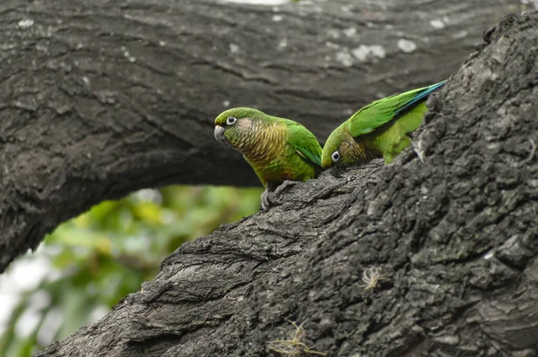 Periquito Barriga Marrom Pyrrhura Frontalis Empoleirado Uma Árvore Cidade Buenos — Fotografia de Stock