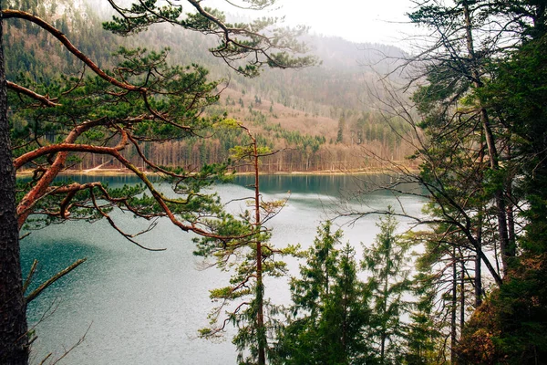 Uma Bela Vista Das Florestas Margem Lago — Fotografia de Stock