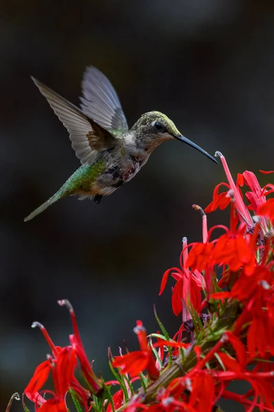 꽃으로 날으는 아름다운 벌새의 — 스톡 사진