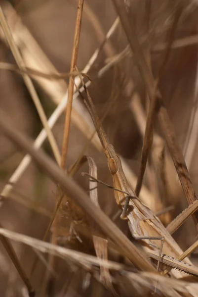 Eine Nahaufnahme Von Trockenem Gras — Stockfoto