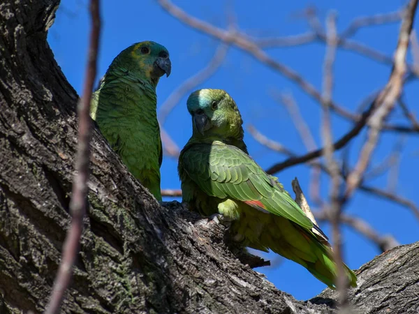 Amazona Fachada Turquesa Amazona Aestiva También Llamada Loro Fachada Azul — Foto de Stock