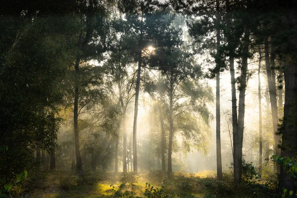 Uno Scatto Scenografico Una Foresta Magica Nebbiosa Con Alberi Verdi — Foto Stock