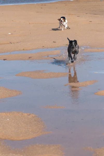 Dwa Psy Biegające Wzdłuż Plaży — Zdjęcie stockowe