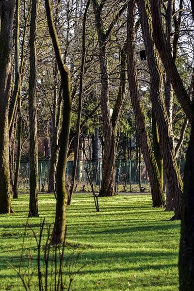 Colpo Verticale Vecchi Tronchi Alto Fusto Nel Parco Una Giornata — Foto Stock