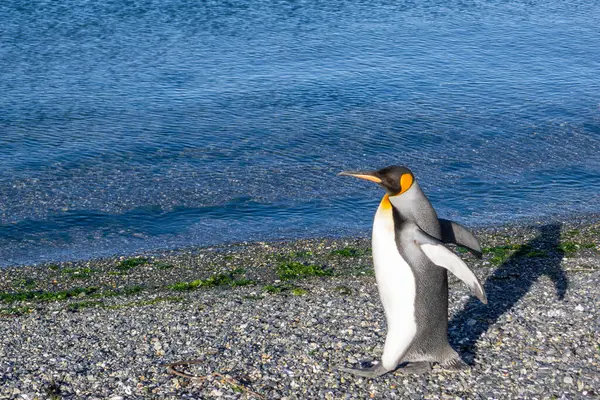 Hermoso Pingüino Rey Junto Mar — Foto de Stock