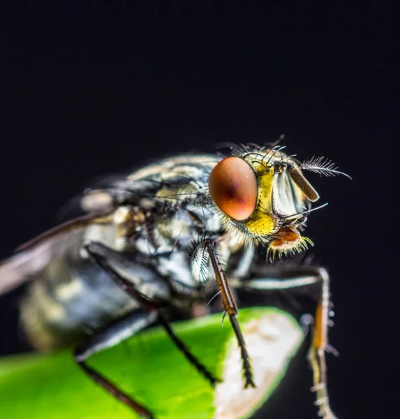 Primo Piano Una Mosca Una Foglia Verde Uno Sfondo Nero — Foto Stock