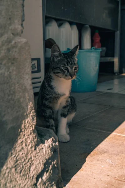 Egy Közeli Felvétel Egy Macskáról Amint Elfordul Miközben Fal Árnyékában — Stock Fotó