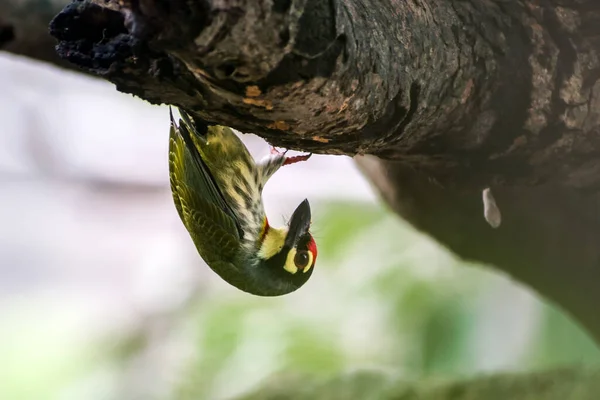 Upside View Coppersmith Barbet Perched Branch — Stock Photo, Image