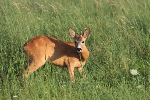 Une Vue Panoramique Cerf Dans Champ Sur Fond Flou — Photo