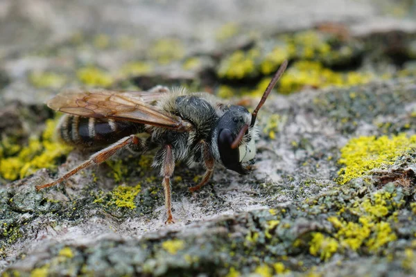 Zbliżenie Męską Pszczołę Górniczą Andrena Variabilis Gard Francja — Zdjęcie stockowe