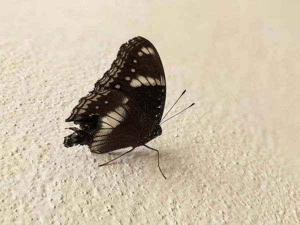Closeup Shot Black Butterfly Wall — Stock Photo, Image