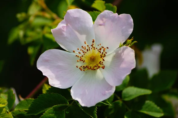 Flor Una Rosa Salvaje Luz Del Sol Rosa Sección Caninae — Foto de Stock