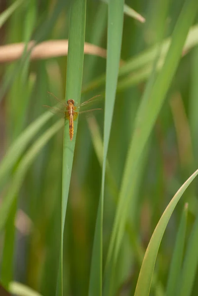 Insecto Sobre Hierba Verde —  Fotos de Stock