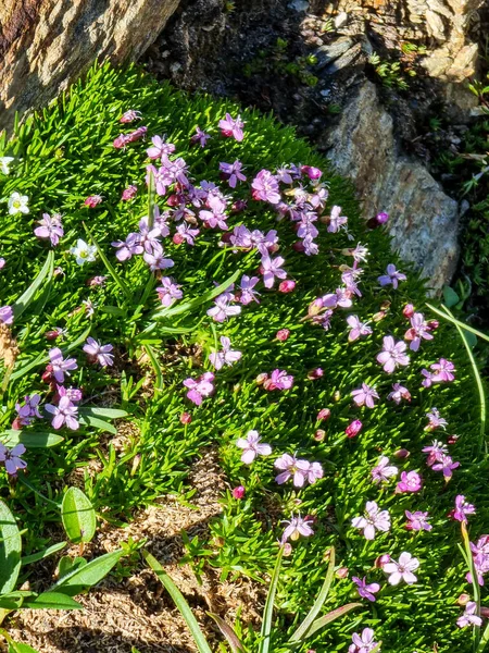 Vue Dessus Plan Vertical Fleurs Roses Dans Jardin — Photo