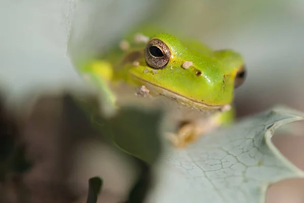 Selective Focus Bright Green Frog — Stock Photo, Image