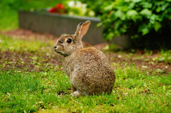 墓地は静かな場所であり したがって都市のウサギのために非常に人気があります — ストック写真