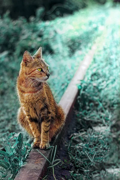 公園に座っている茶色の猫は背景がぼやけて右に見えます — ストック写真