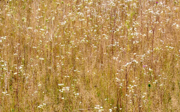 Tiro Close Várias Flores Silvestres Secas Campo Campo — Fotografia de Stock