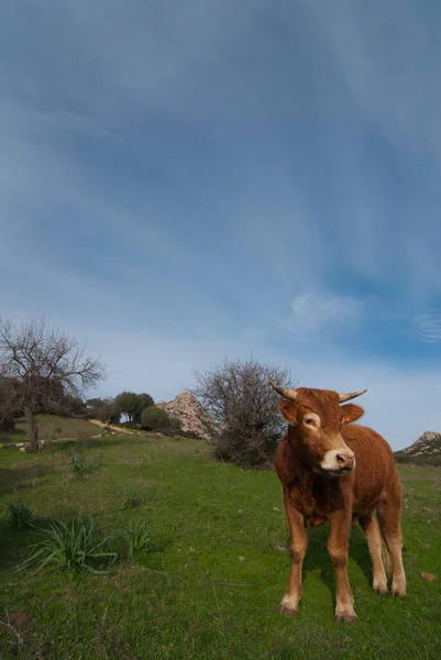 Una Vaca Marrón Campo Verde — Foto de Stock