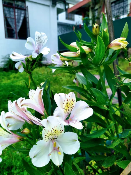 Beautiful Shot Lily Incas Also Known Peruvian Lily Growing Garden — Stock Photo, Image