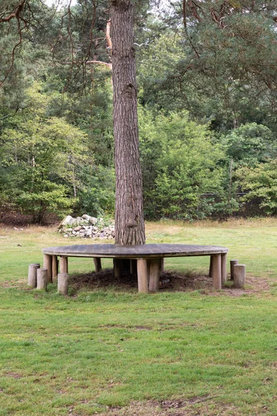 Eine Vertikale Aufnahme Einer Parklandschaft Mit Holzplattform Einen Baum Auf — Stockfoto