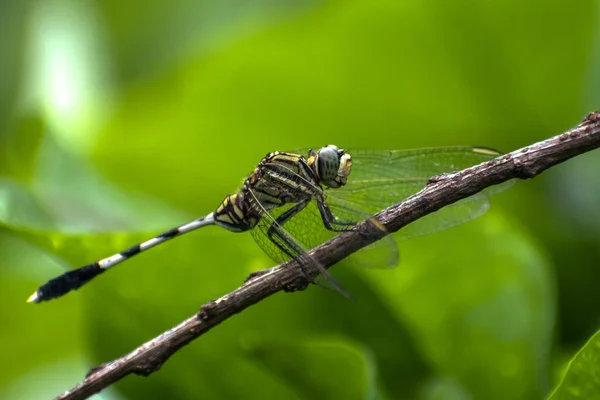 Ein Blick Auf Eine Libelle Auf Dem Ast Eines Baumes — Stockfoto